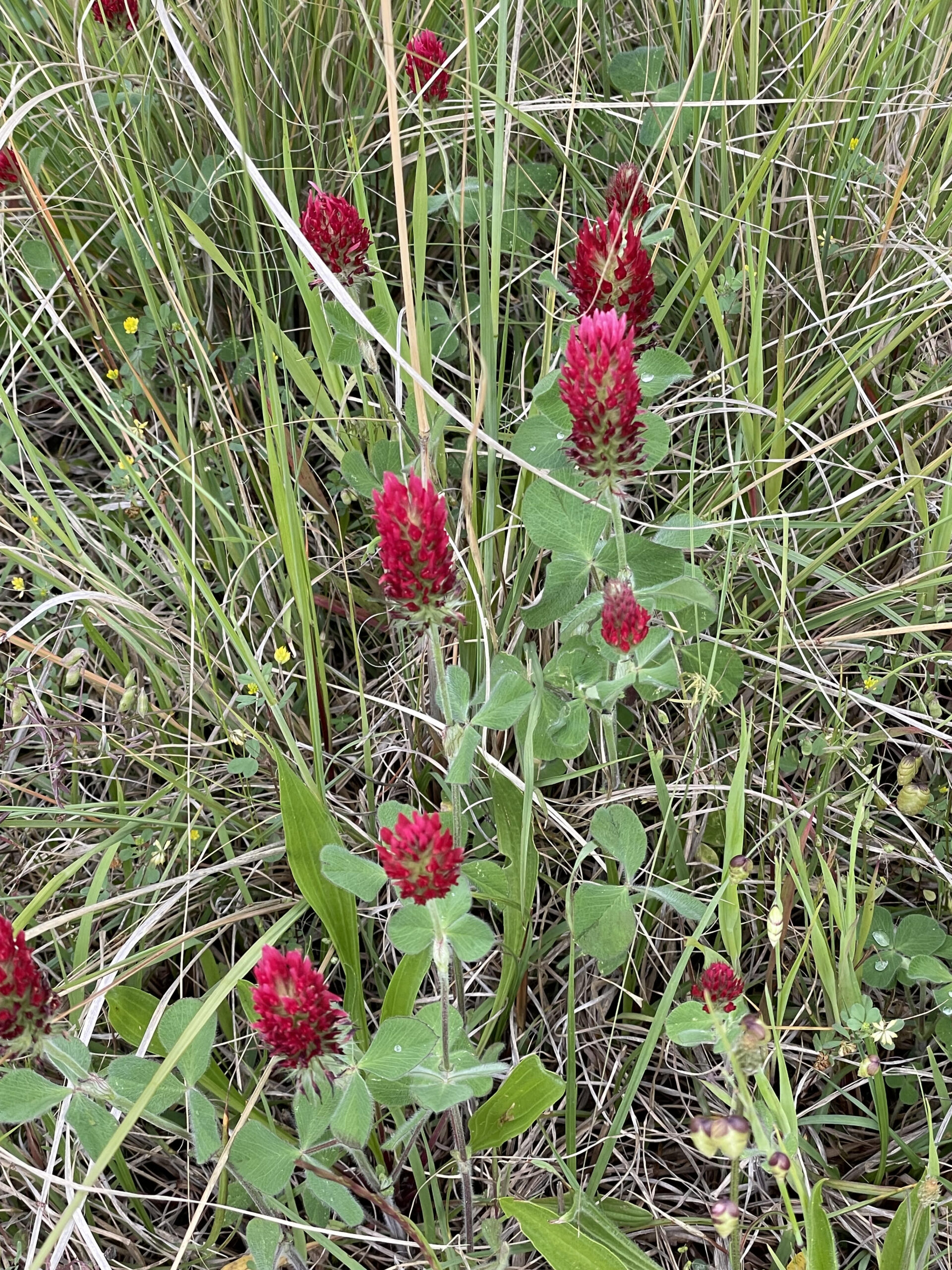 堤防に咲く花